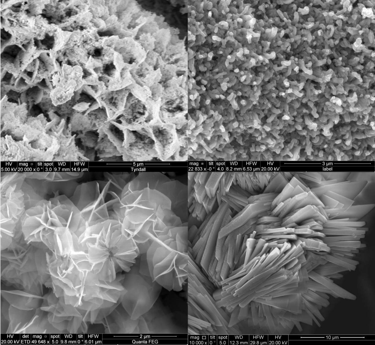 Electron Microscopy Images